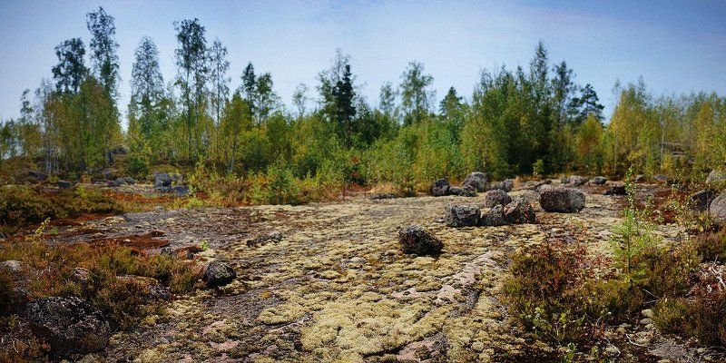 Северный цветphoto preview