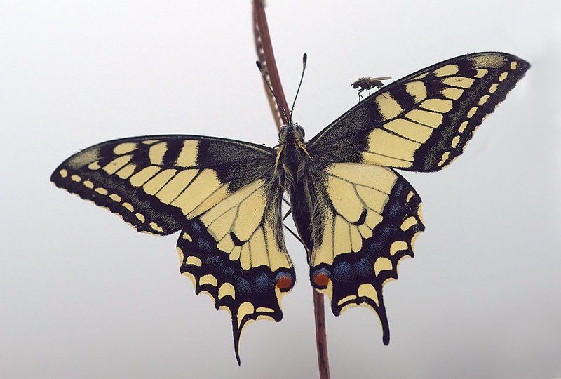 безбилетный пассажирphoto preview