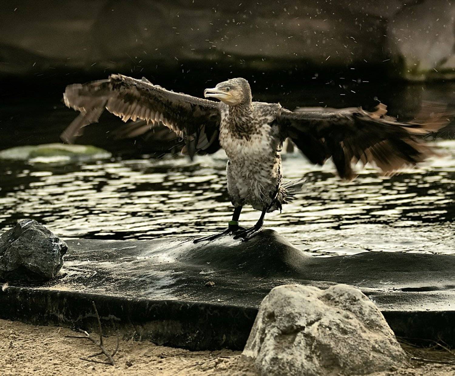 вот такую рыбу поймал вчера .... Автор: Игорь Дубровский баклан, Игорь Дубровский