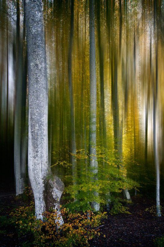 Шалости лесных эльфовphoto preview