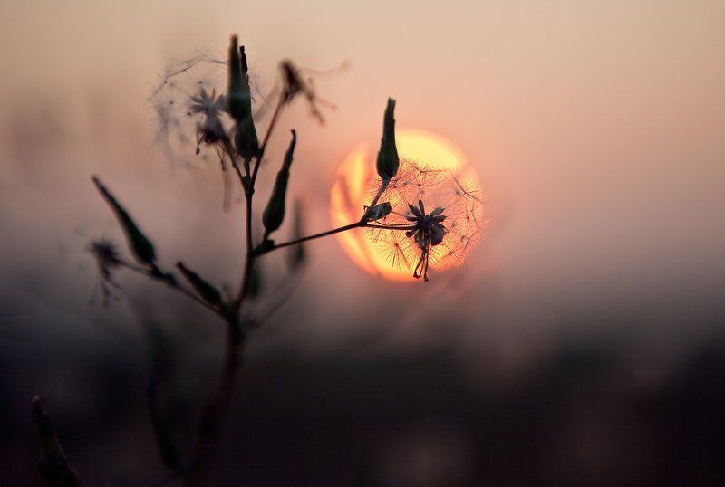 Личный взгляд на солнце.photo preview