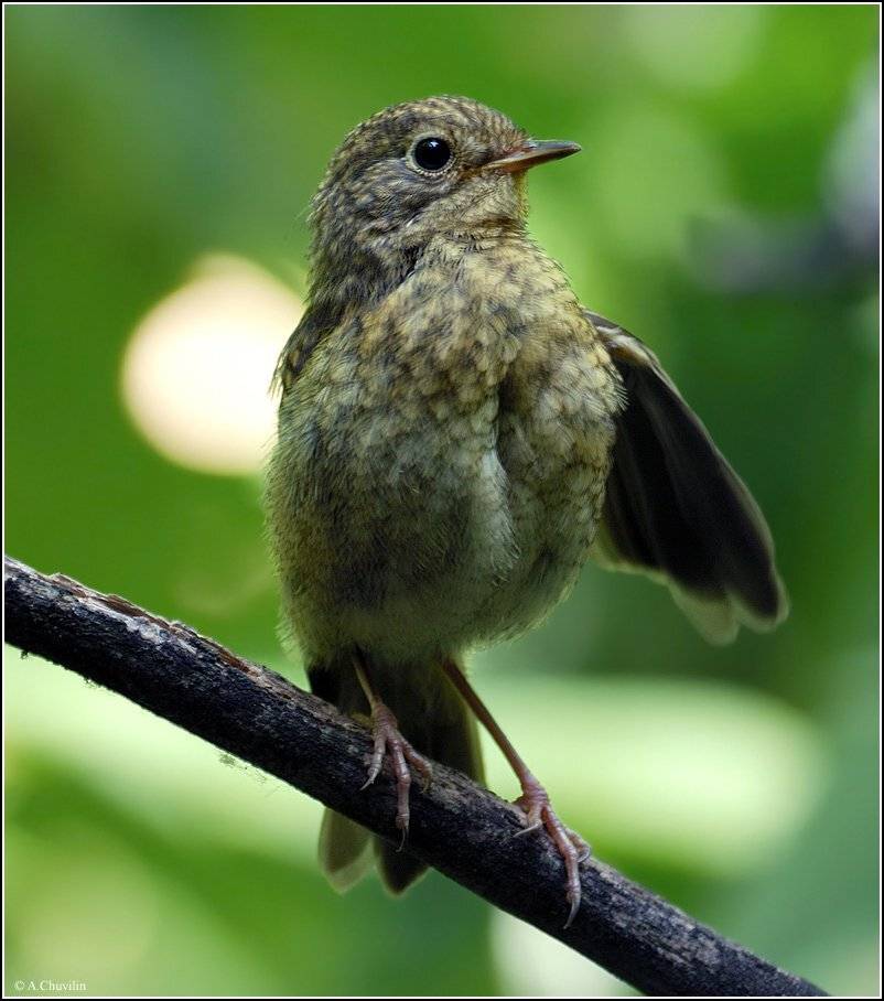 Слёток Малиновки. Автор: Александр Чувилин малиновка,слёток, Александр Чувилин