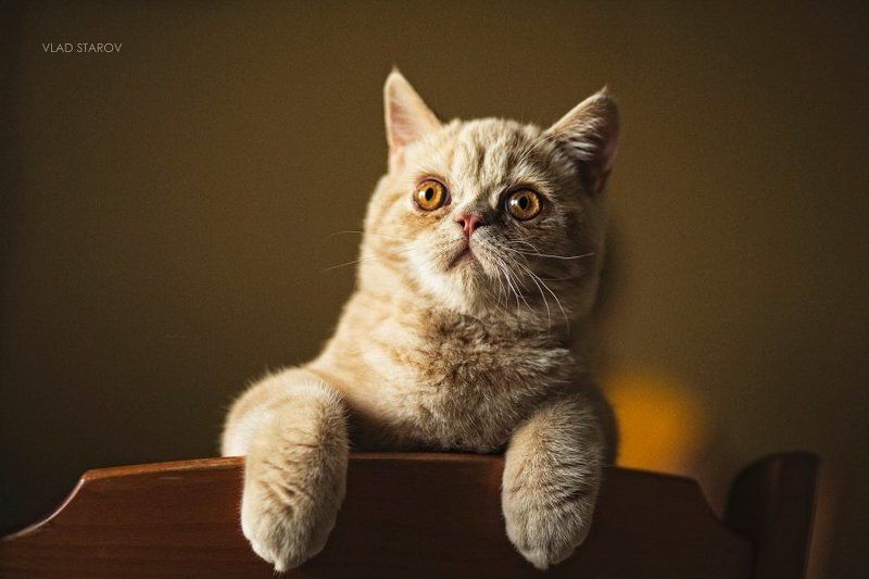 Арахисphoto preview