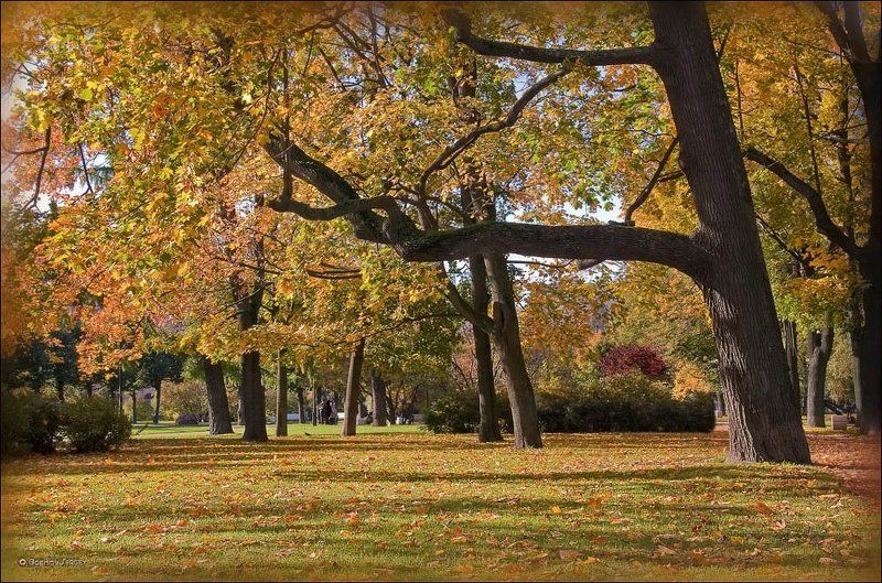 солнечная полянаphoto preview