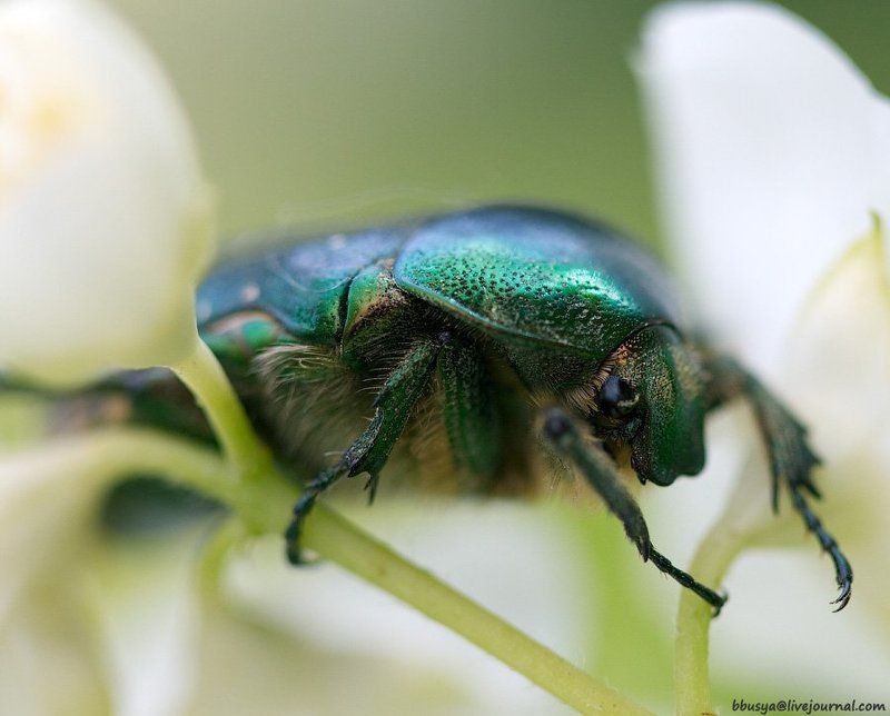 идет бычок качается....photo preview