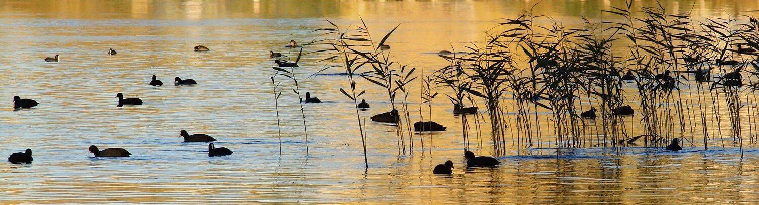 вода, утки, камыш, Игорь Дубровский