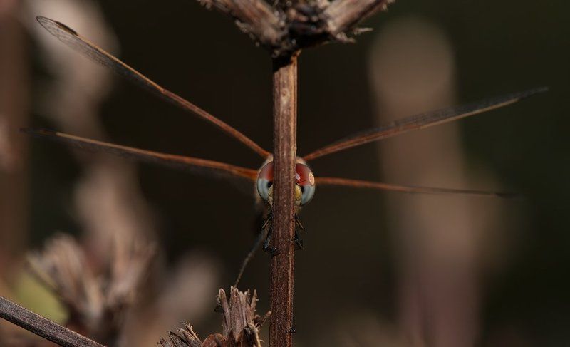 лето, трава, стрекоза Дурилка картонная… Обмануть хотел?! фото превью