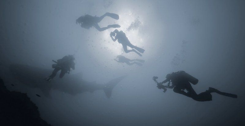 underwater, дайвинг, китовая, акула Ажиотацияphoto preview