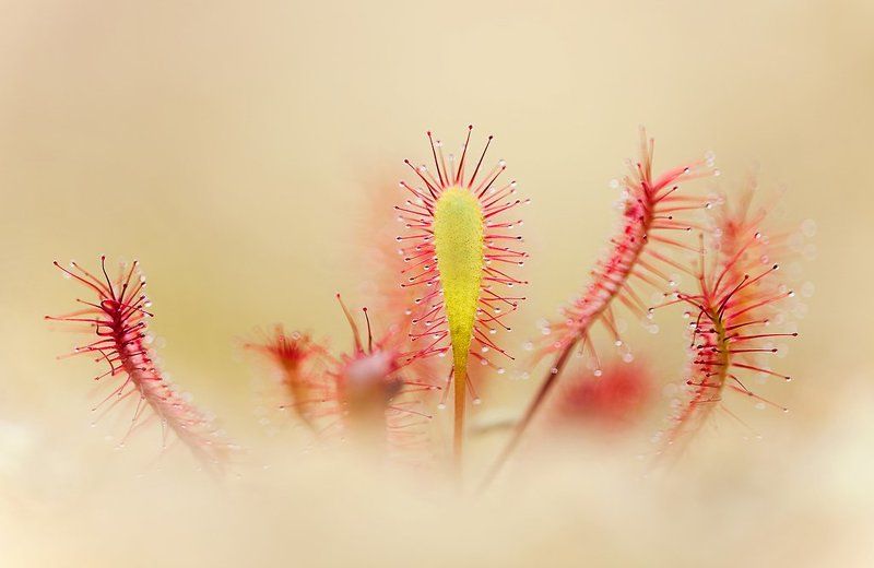 росянка в облакахphoto preview