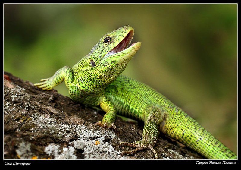 Ящерphoto preview
