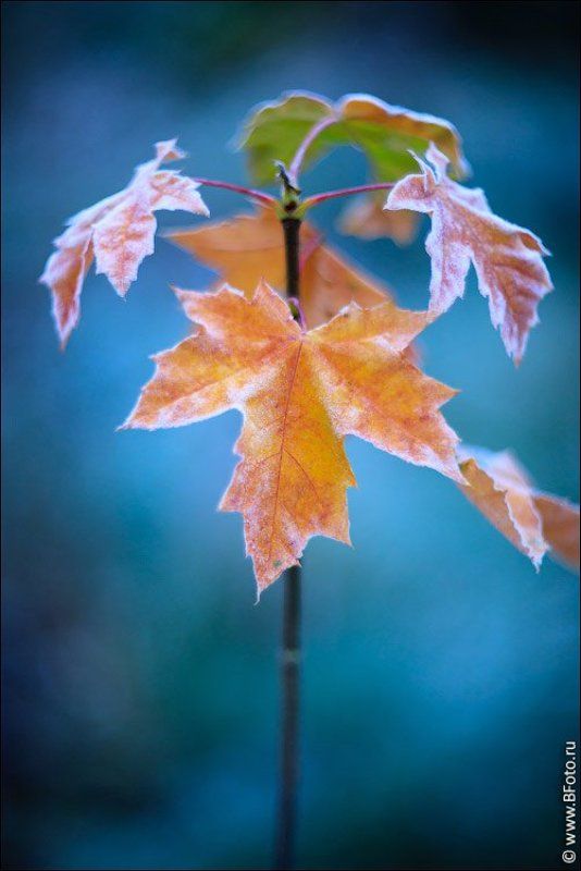 осень, листья, клен Моя осеньphoto preview