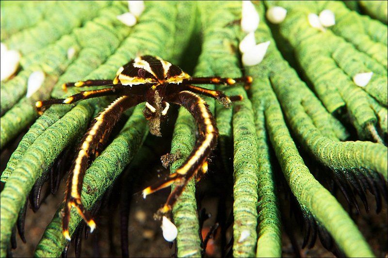 crab, underwater, bali, tulanben На зеленомphoto preview