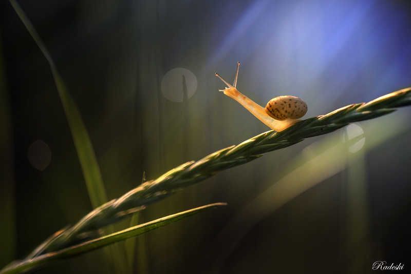 Lumaca in discesaphoto preview