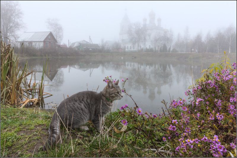 россия, московская обл, жестылёво Тот, кто сидел в кустахphoto preview