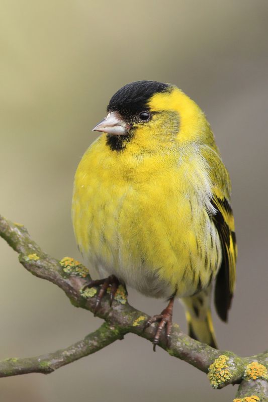 birds,wildlife,animal,wild,scene,bird,nature,beauty,natural,forest,morning The Siskinphoto preview