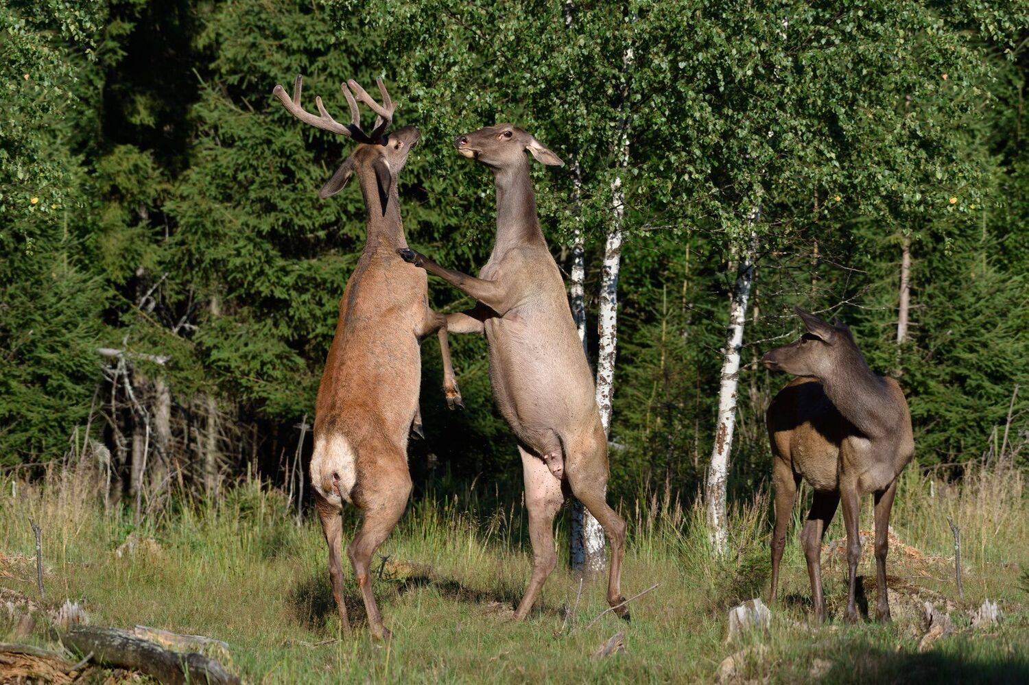 потанцуем...?. Автор: Виталий Полуэктов лес,дикие животные,олени, Виталий Полуэктов
