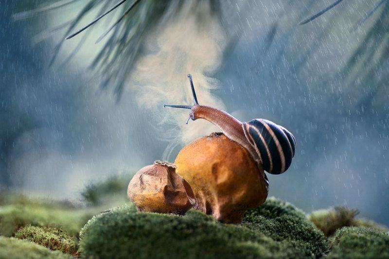 улитка, макро, споры, грибы, дождевик, природа photo preview