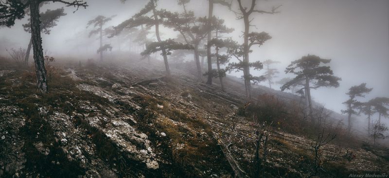 Ай-Петри, горы, Крым, лес, мистика, облако, туман, Яйла	 Древние склоны горphoto preview
