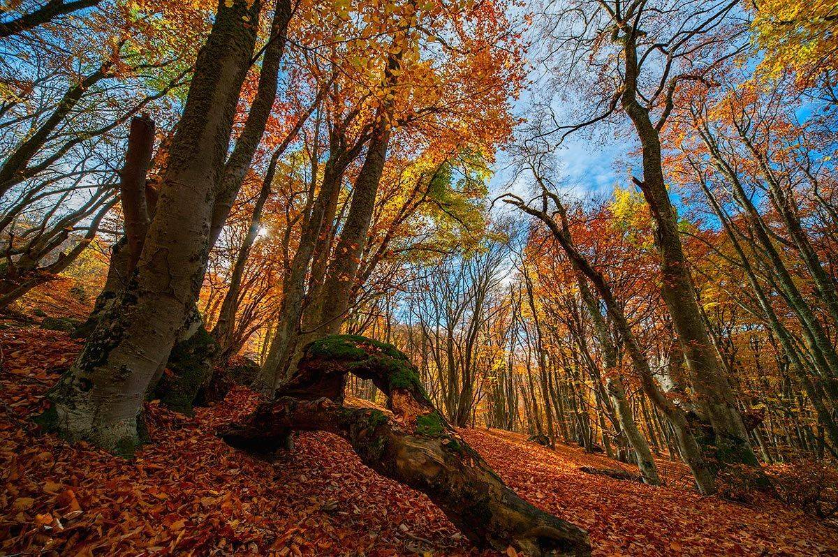 , Олег Логунов