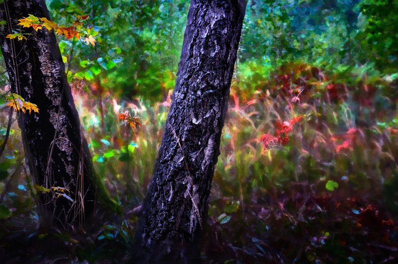 осень, березы, цвета, природа Осень к двум березамphoto preview