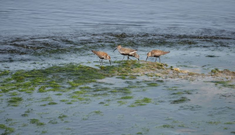 Кстати, о птичках...photo preview