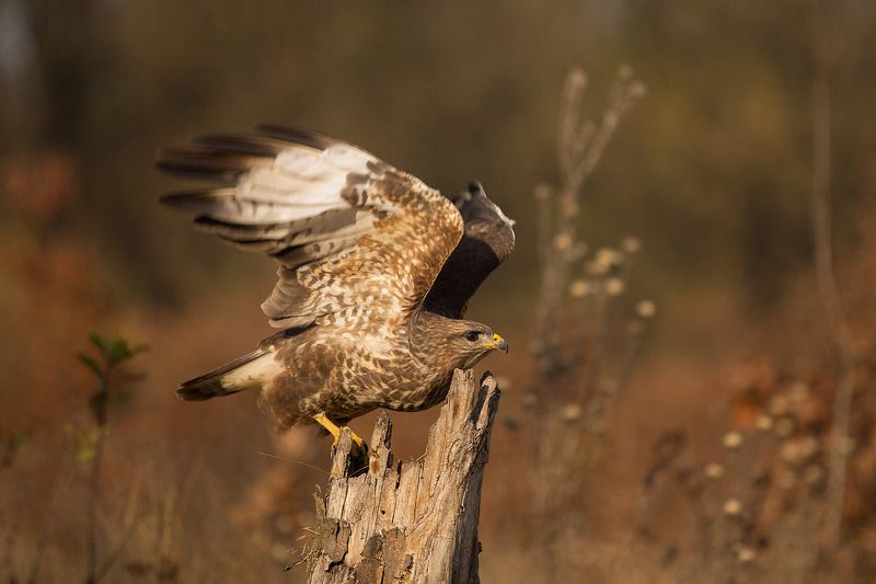 На старт внимание ...photo preview