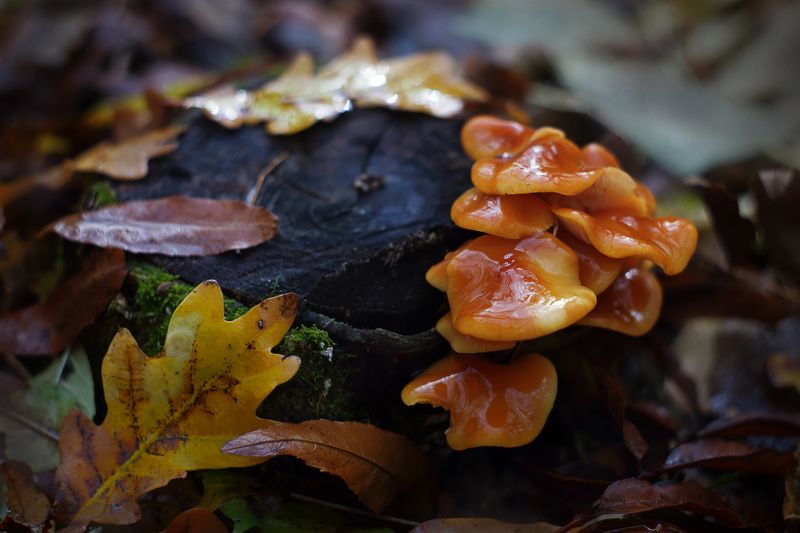 опята, грибы, осень Опёнкиphoto preview