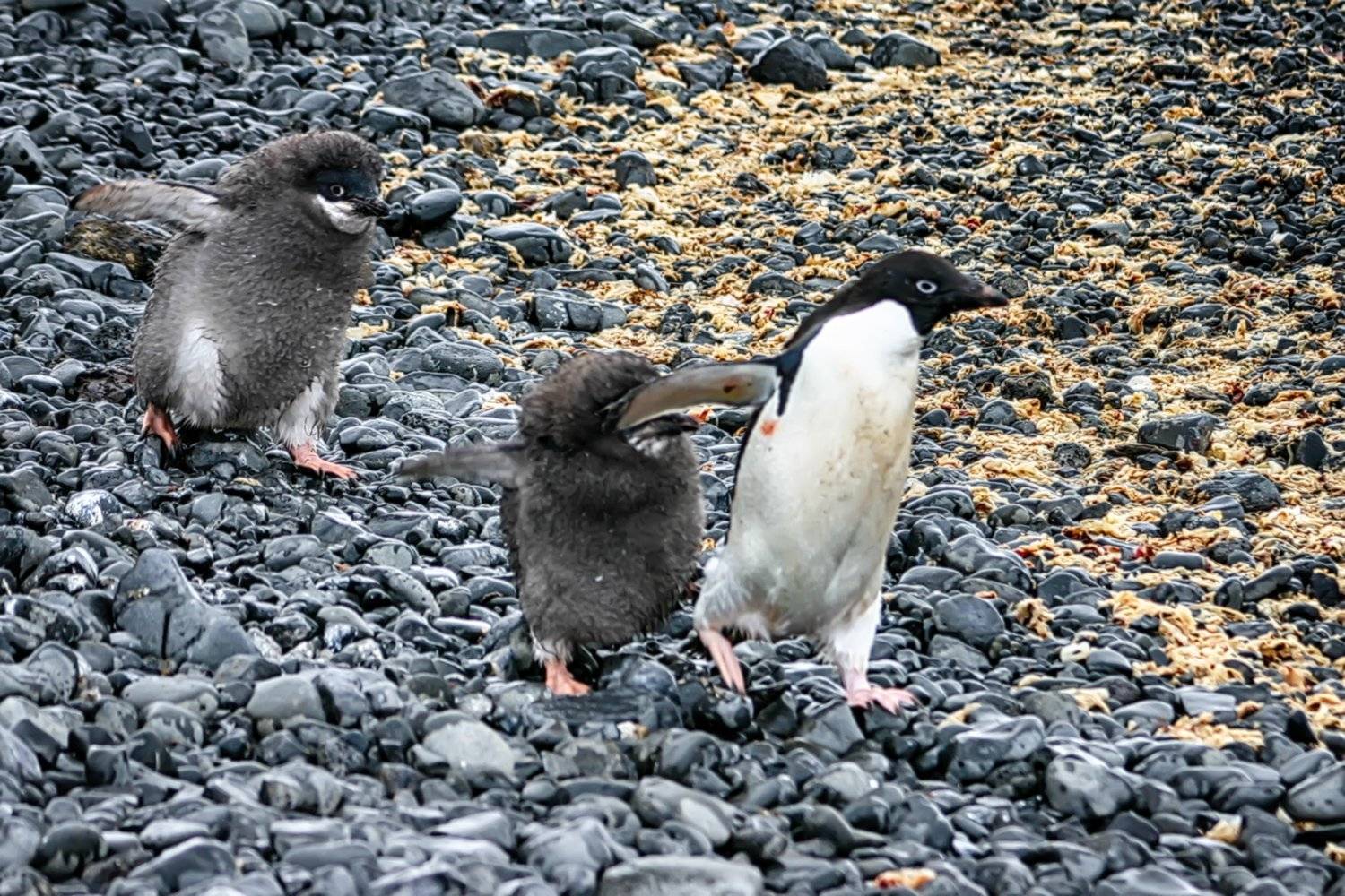 Антарктида 17. Автор: Николай Шелепов , Николай Шелепов