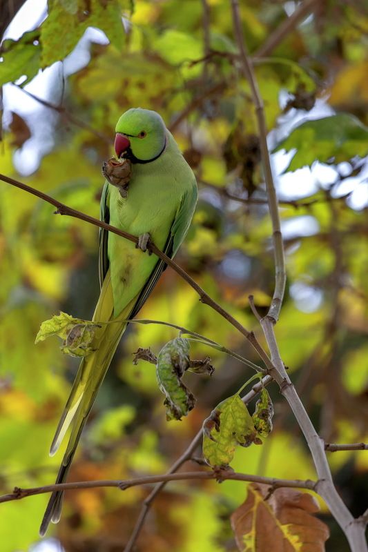 Ну где еще проверить супер зум , как не на попугаях :) Сигма 150-600 с Бакинским осенним попугаем .Полный кадр без кропа.photo preview
