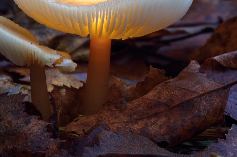 В ВОЛШЕБНОМ ЛЕСУphoto preview