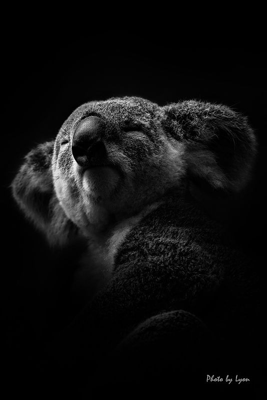 Portraits of animalsphoto preview