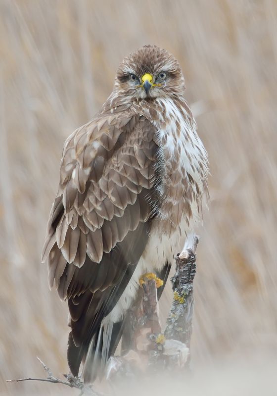 Buteo Buteophoto preview