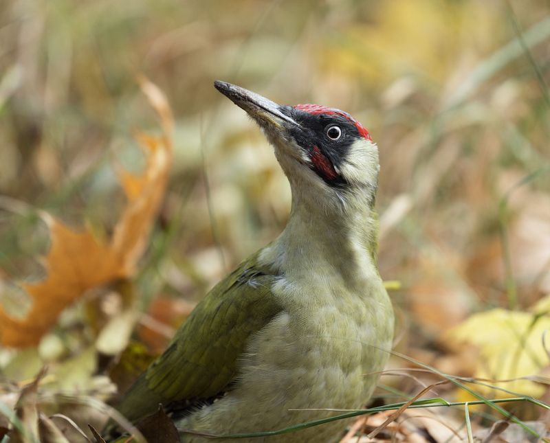 Зелёный дятелphoto preview