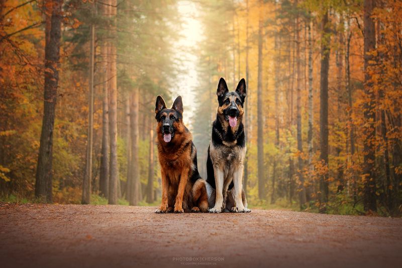 собака, анималистика, осень Овчаркиphoto preview