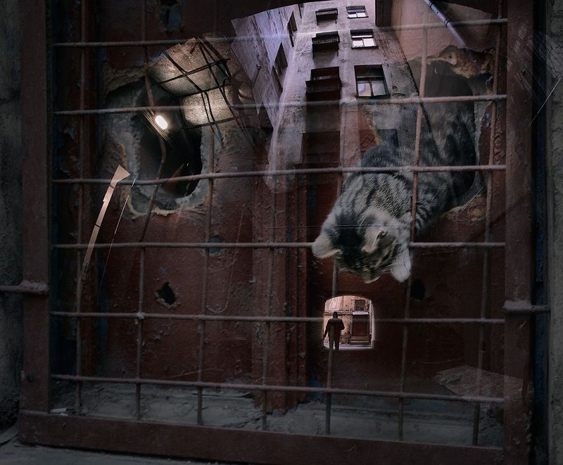 Кото.манияphoto preview