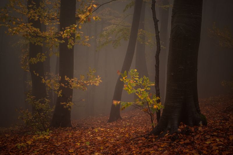 Осень в горах Стара планинаphoto preview