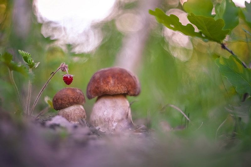 Лесное богатствоphoto preview