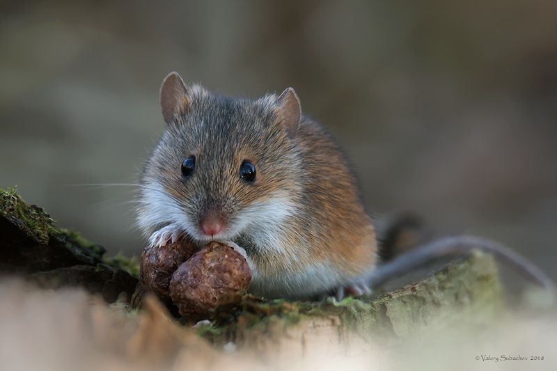 Шоколадные шарикиphoto preview