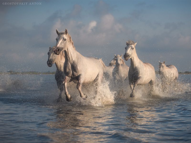 Камарг, Ростовский Антон, Франция, Фототур, Прованс, лошади, Camargue, кони, жеребцы, фотопутешествие, камаргу Камаргские жеребцыphoto preview