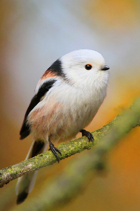 birds,wildlife,animal,wild,scene,bird,nature,beauty,natural,forest,morning,autumn,colors Long-tailed titphoto preview