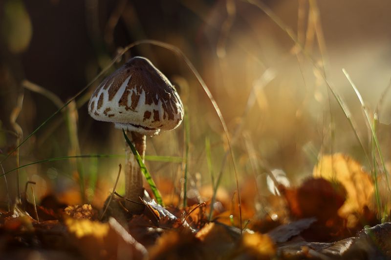 осень утро гриб зонтик солнце лучи Наполняюсь тёплым светом.photo preview