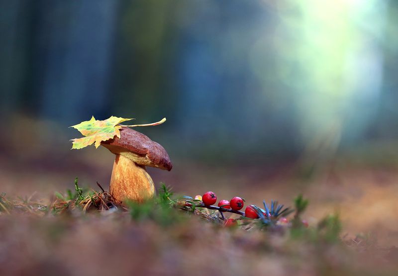 Осень, Гриб,Лес. Последний из Могикан.photo preview