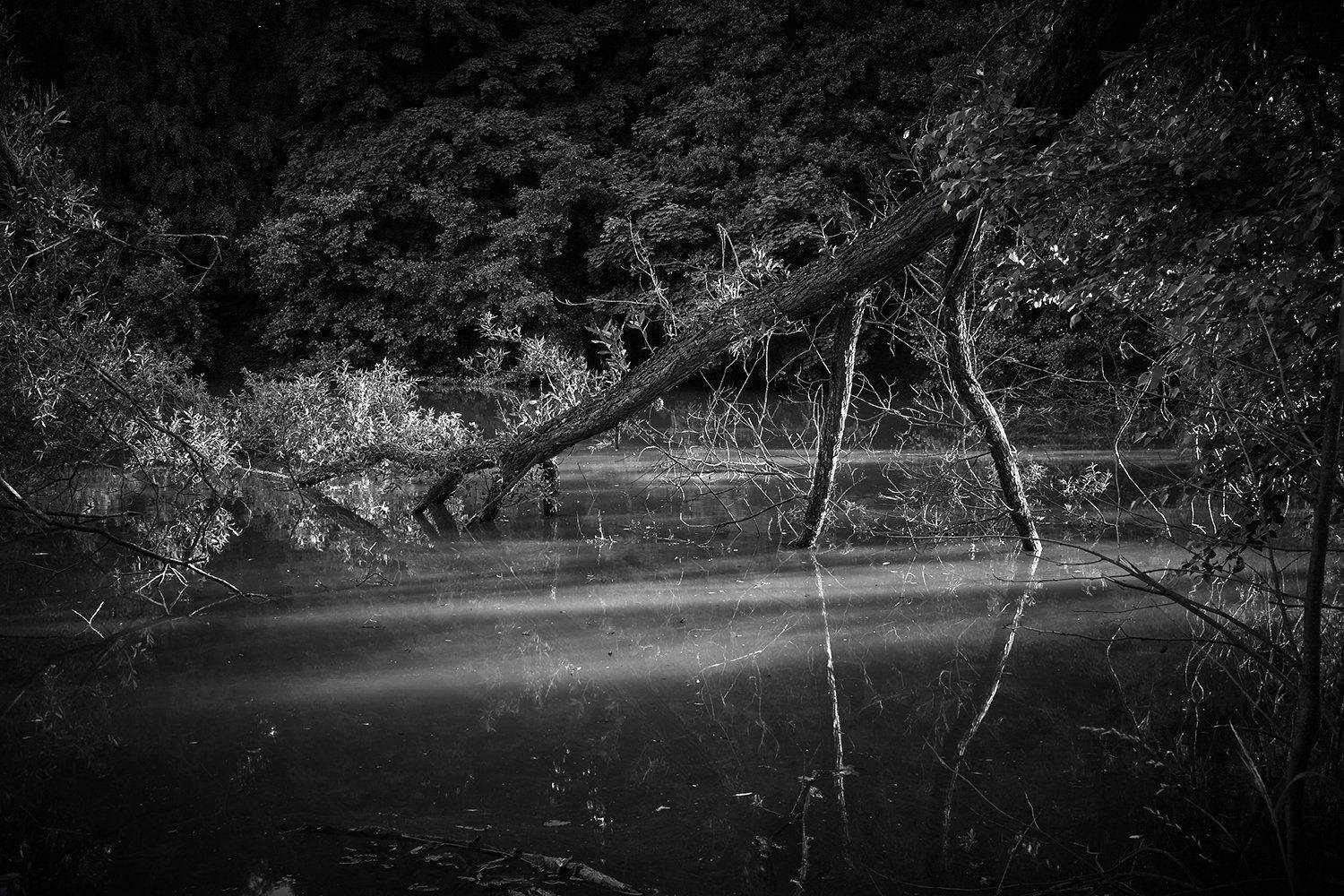 Автор: максим роговой , максим роговой