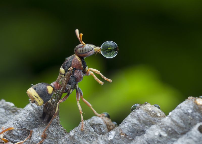 #wasp#macro#colors#waterbubble#reflection Wasp 181122Aphoto preview
