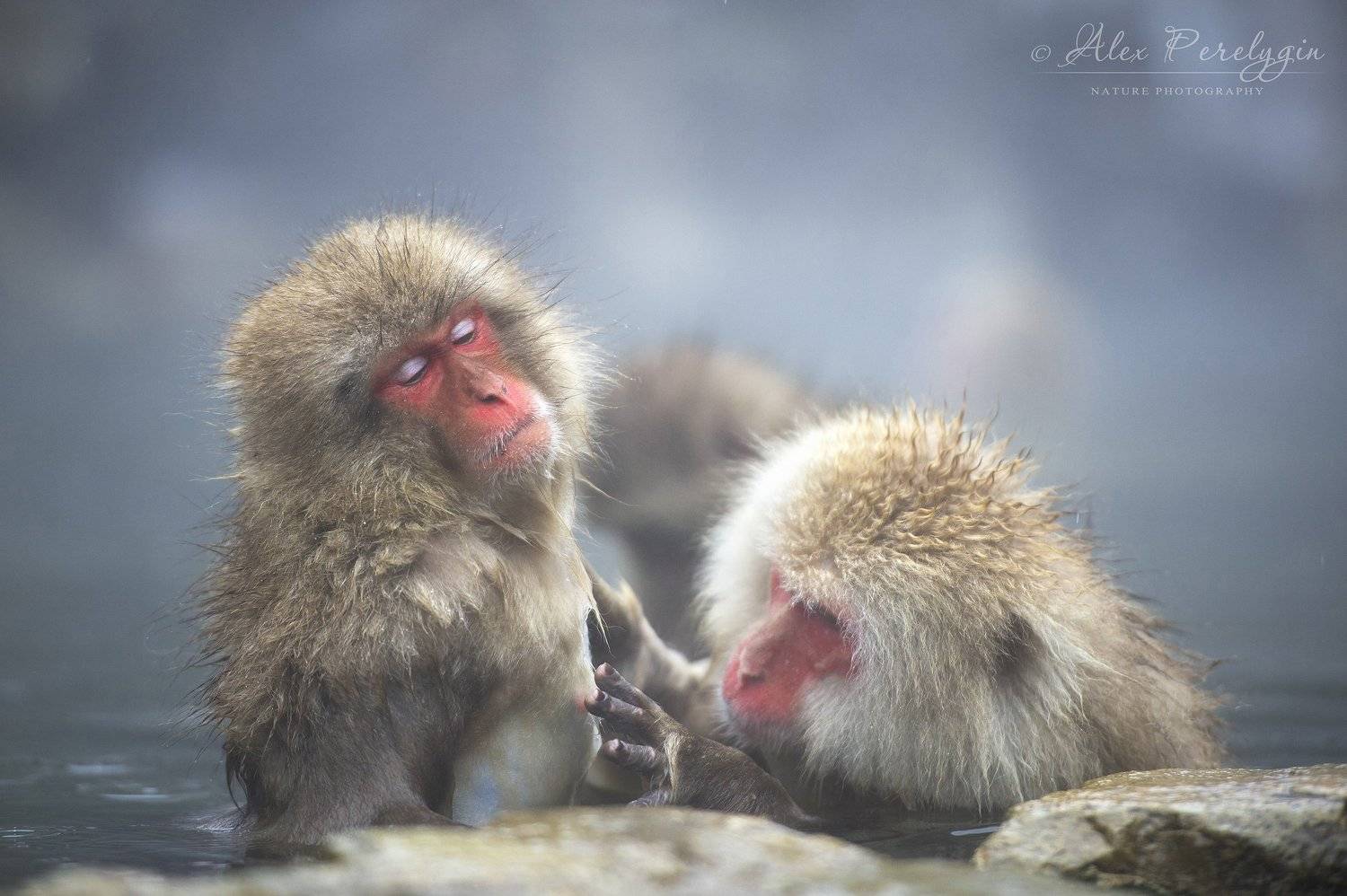 , Алексей Перелыгин