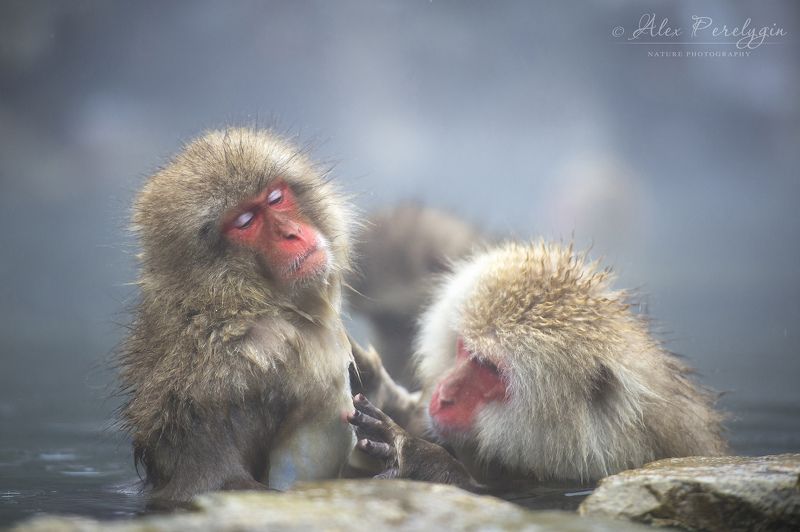 Спа снежных обезьянphoto preview