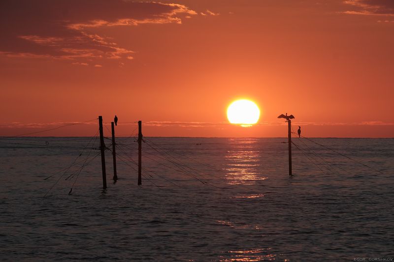 крым,море,утро,рассвет,пейзаж,вода,птицы,палки,бакланы,солнце,восход Восход солнцаphoto preview