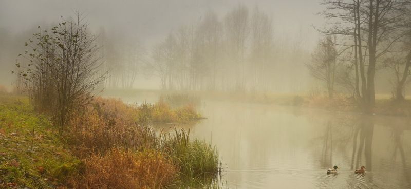 Плывут уткиphoto preview