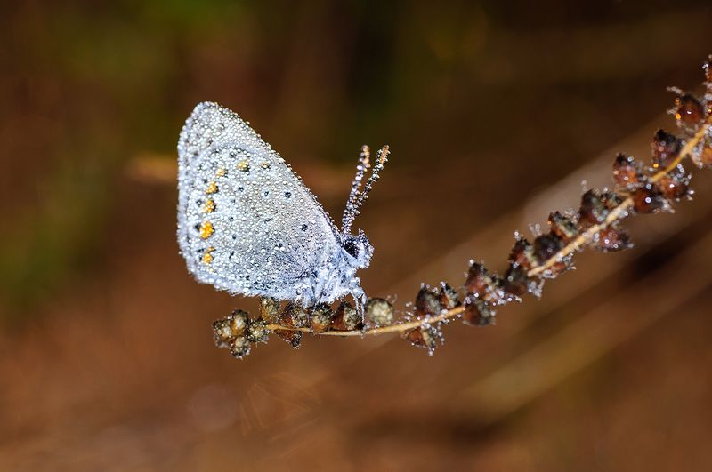 Хрустальный мирphoto preview