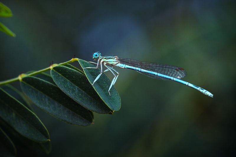 moment, момент, beautiful, красивый, beauty of nature, красота природы, macro lens, tokina 100 macro, insect, насекомое, dragonfly, стрекоза, blue, голубая, summer, лето, Голубоглазая красотка.photo preview